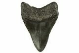Fossil Megalodon Tooth - South Carolina #331499-1